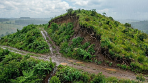 Biomanta + Hidrossemeadura: transformação de barranco erodido em área verde protegida